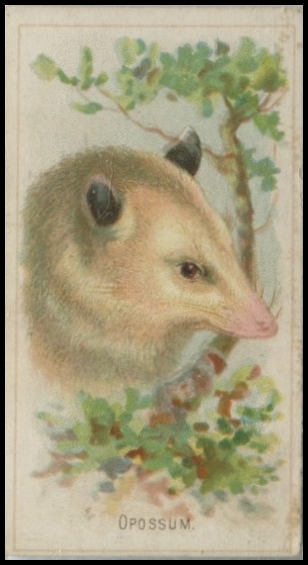 N25 Opossum.jpg